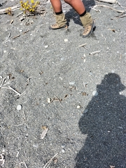 Charadrius bicinctus bicinctus