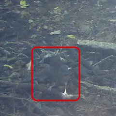 Garrulus glandarius japonicus