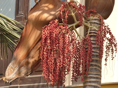 Archontophoenix alexandrae