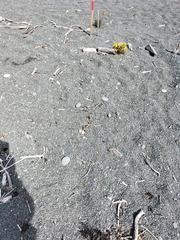 Charadrius bicinctus bicinctus