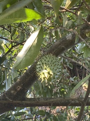 Annona muricata