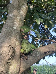 Annona muricata