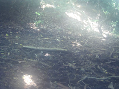 Garrulus glandarius japonicus