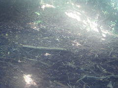 Garrulus glandarius japonicus