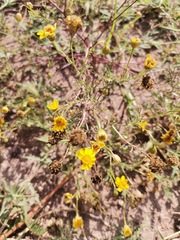 Thymophylla tenuifolia