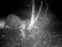 Sus scrofa leucomystax