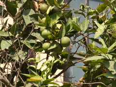 Rutaceae