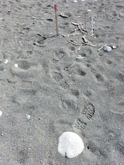 Charadrius bicinctus bicinctus