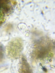Paramecium