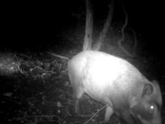 Sus scrofa leucomystax