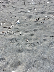 Charadrius bicinctus bicinctus