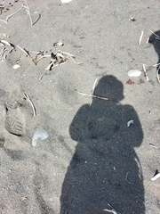 Charadrius bicinctus bicinctus