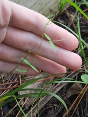 Vicia acutifolia