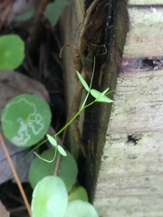 Vicia acutifolia