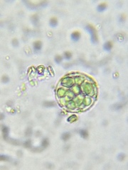Sphaerocystis