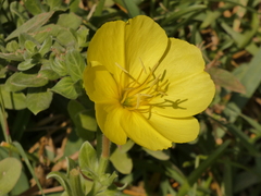 Oenothera drummondii