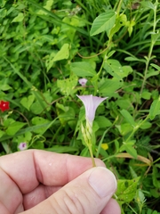 Ipomoea × leucantha