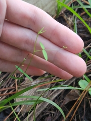 Vicia acutifolia