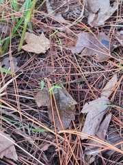 Vicia acutifolia
