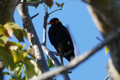 Gracula religiosa
