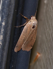 Abagrotis cupida