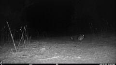 Dipodomys californicus