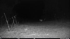 Dipodomys californicus