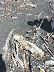 Charadrius bicinctus bicinctus