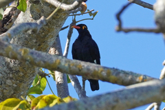 Gracula religiosa