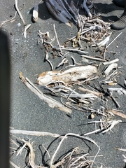 Charadrius bicinctus bicinctus