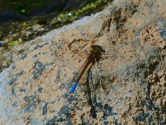 Protallagma titicacae