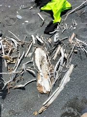 Charadrius bicinctus bicinctus