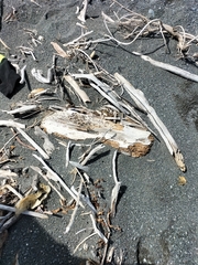 Charadrius bicinctus bicinctus