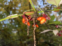 Euonymus alatus