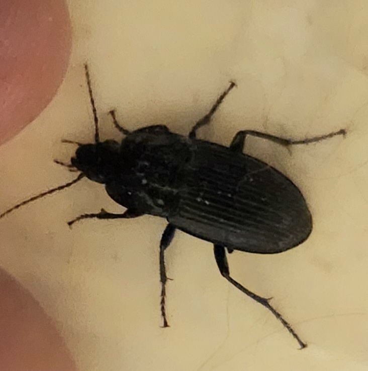 Pterostichus permundus from Deerfield West, Plano, TX 75024, USA on ...