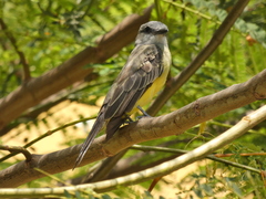 Tyrannus melancholicus