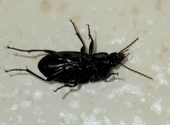 Abacidus