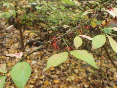 Euonymus alatus