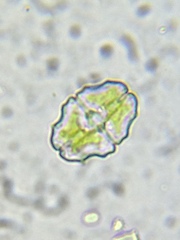 Euastrum bidentatum