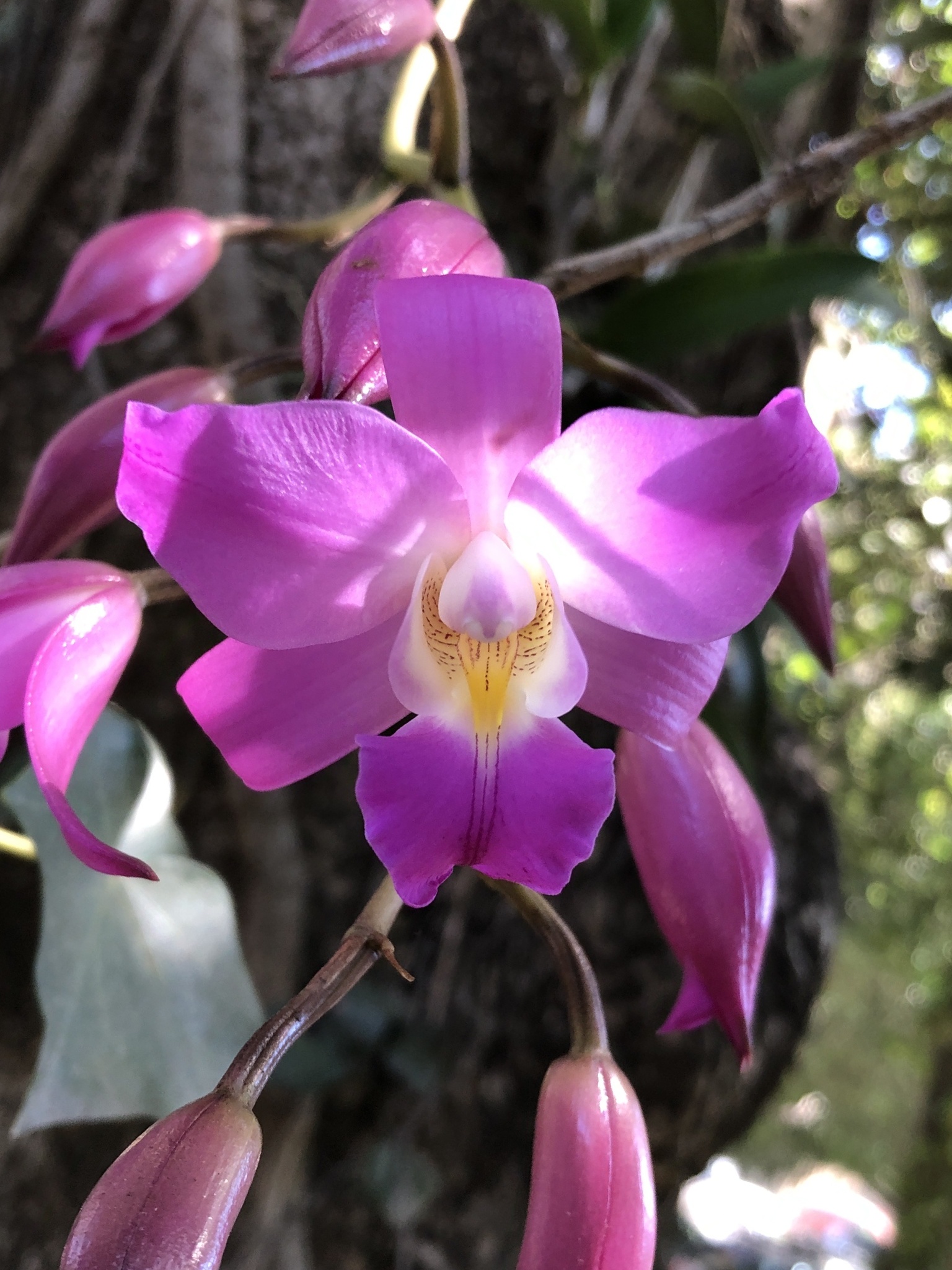 Flor de Muerto (Laelia autumnalis) · NaturaLista Colombia