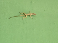 Anolis argenteolus