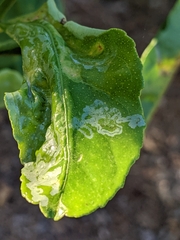 Phyllocnistis citrella