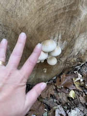 Hemipholiota