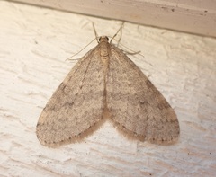 Operophtera bruceata