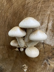 Hemipholiota