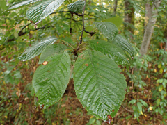 Prunus avium