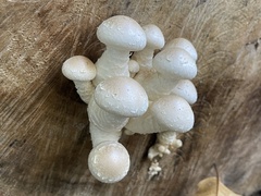 Hemipholiota