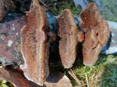 Ischnoderma benzoinum