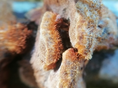 Ischnoderma benzoinum