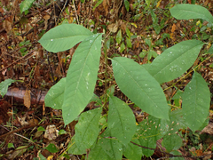 Oemleria cerasiformis